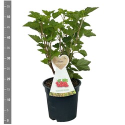 Trešnė MIX (Lot Prunus a. in)  C7,5/P26 BUSH - nuotrauka 2