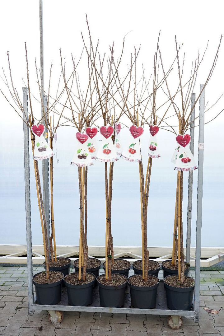 Trešnė MIX (Lot Prunus a. in)   C7,5/P26 STIEBAS 120 CM