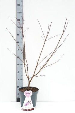 Slyva kaukazinė (Lot Prunus cer.) 'Hollywood' C7,5/P26 BUSH - nuotrauka 1
