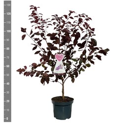 Slyva kaukazinė (Lot Prunus cer.) 'Hollywood' C7,5/P26 BUSH - nuotrauka 2