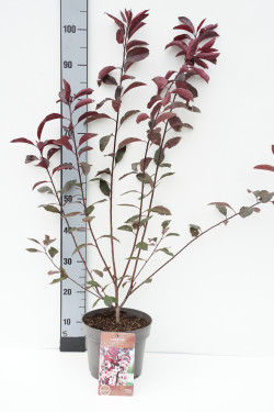Raudonlapė vyšnia (Lot Prunus cistena)  C4/P21 40-60 CM