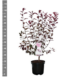 Raudonlapė vyšnia (Lot Prunus cistena)  C7,5/P26 BUSH - nuotrauka 2