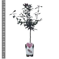 Raudonlapė vyšnia (Lot Prunus cistena)  C5/P23 STIEBAS 50 CM - nuotrauka 2
