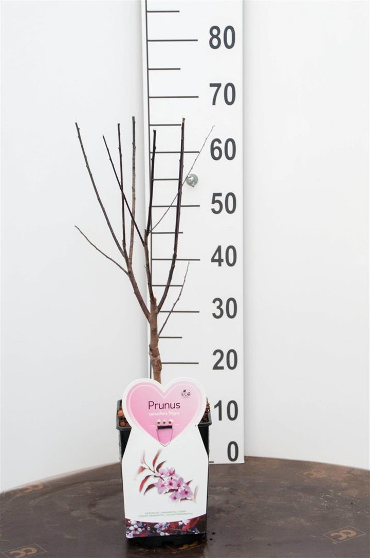 Slyva kaukazinė (Lot Prunus cer.) 'Nigra' C5/P23 BUSH
