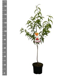 Slyva kaukazinė (Lot Prunus cer.) 'Nigra' C5/P23 BUSH - nuotrauka 2