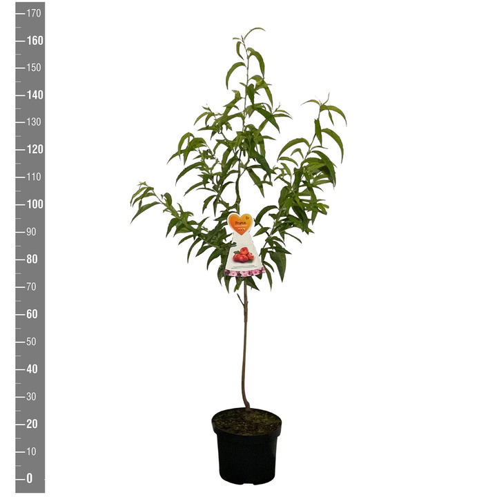 Slyva kaukazinė (Lot Prunus cer.) 'Nigra' C5/P23 BUSH