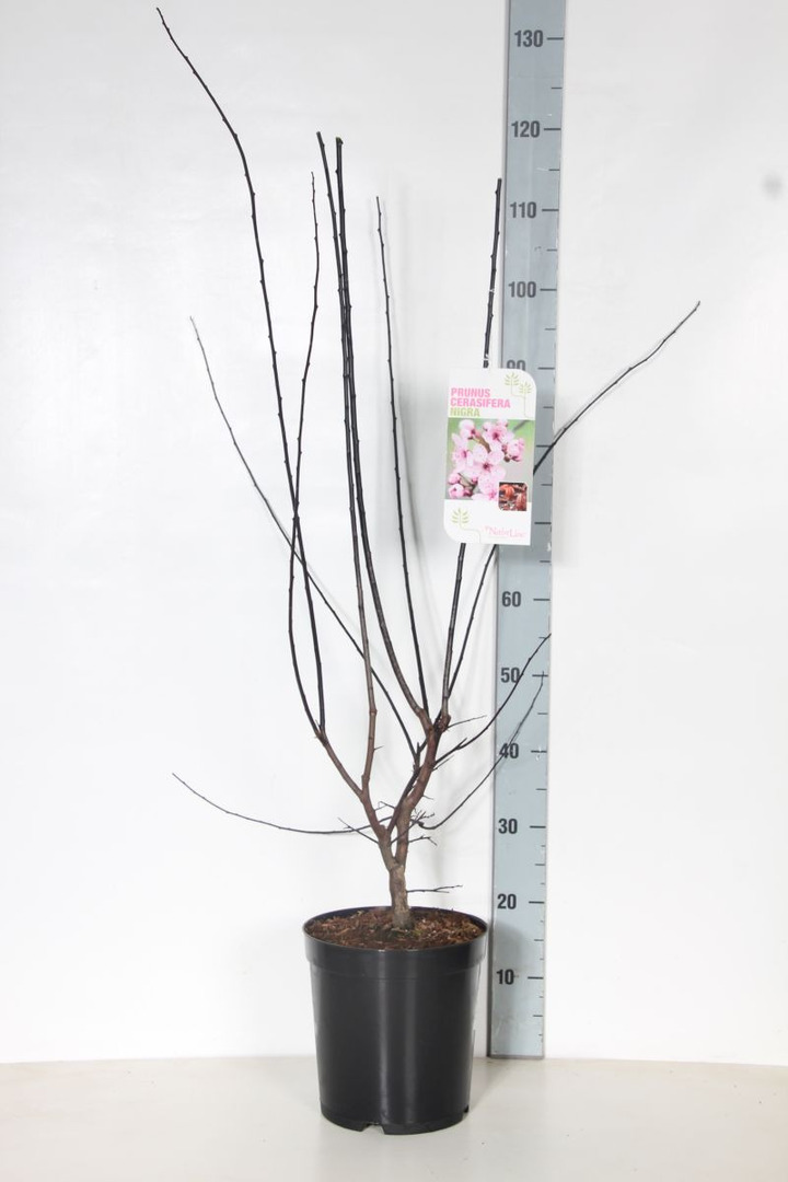Slyva kaukazinė (Lot Prunus cer.) 'Nigra' C7,5/P26 80-100 CM | SLYVOS | VAISMEDŽIAI - VAISKRŪMIAI