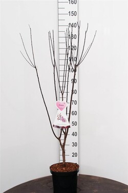 Slyva kaukazinė (Lot Prunus cer.) 'Nigra' C7,5/P26 BUSH - nuotrauka 1
