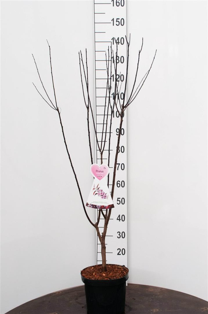 Slyva kaukazinė (Lot Prunus cer.) 'Nigra' C7,5/P26 BUSH