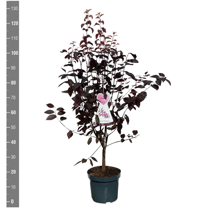 Slyva kaukazinė (Lot Prunus cer.) 'Nigra' C7,5/P26 BUSH
