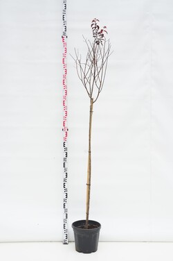 Slyva kaukazinė (Lot Prunus cer.) 'Nigra' C10 KOTAS 120 CM | SLYVOS | VAISMEDŽIAI - VAISKRŪMIAI
