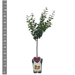 Naminė slyva (Lot Prunus d.) 'Aprimira' C5/P23 BUSH - nuotrauka 2