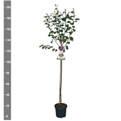 Naminė slyva (Lot Prunus d.) 'The Czar'  C7,5/P26 STIEBAS 120 CM - nuotrauka 2