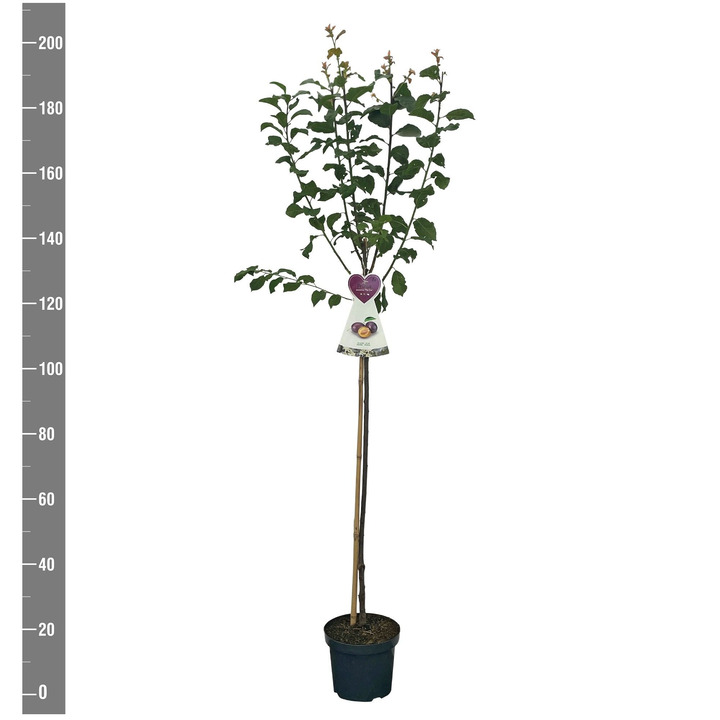 Naminė slyva (Lot Prunus d.) 'The Czar'  C7,5/P26 STIEBAS 120 CM