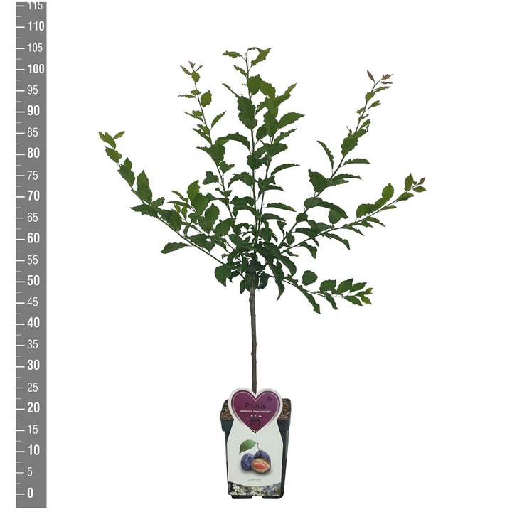 Naminė slyva (Lot Prunus d.) 'Hauszwetsche' C5/P23 BUSH