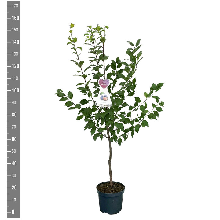 Naminė slyva (Lot Prunus d.) 'Hauszwetsche' C7,5/P26 KRŪMAS | SLYVOS | VAISMEDŽIAI - VAISKRŪMIAI