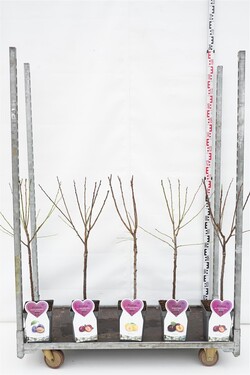 Naminė slyva MIX (Lot Prunus domestica)  C5/P23 BUSH