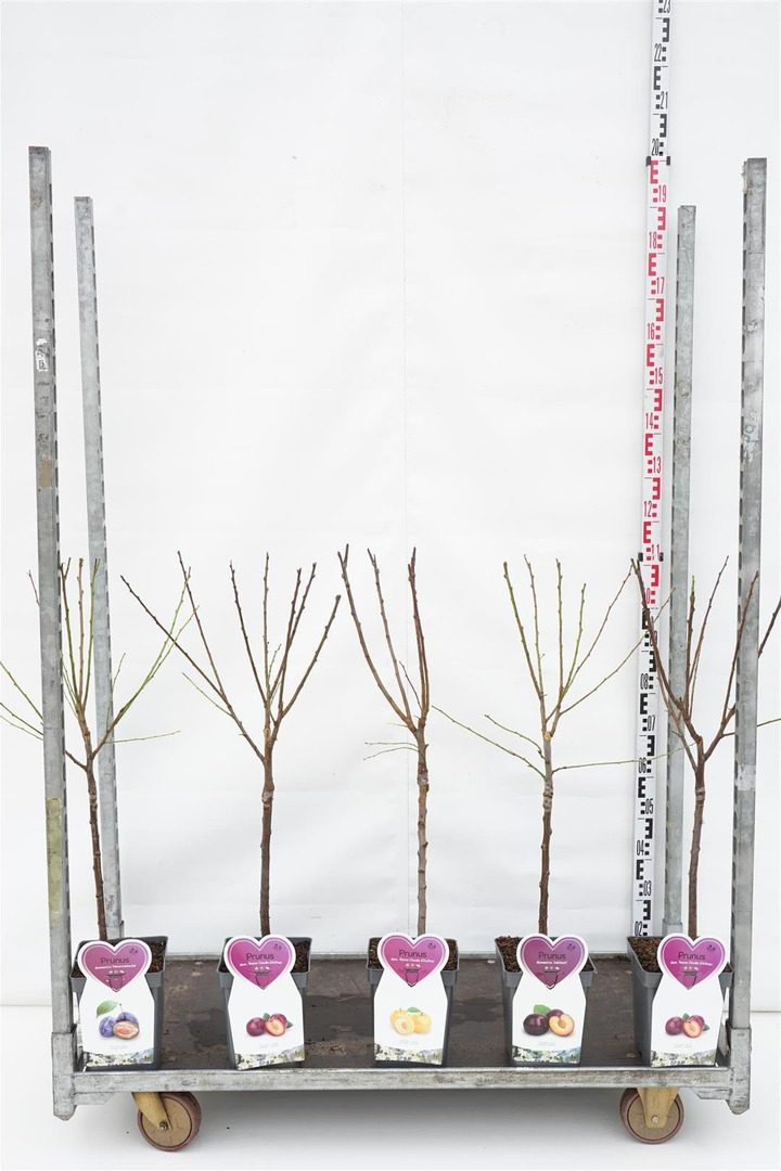 Naminė slyva MIX (Lot Prunus domestica)  C5/P23 BUSH