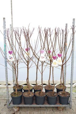 Naminė slyva MIX (Lot Prunus domestica)  C7,5/P26 BUSH