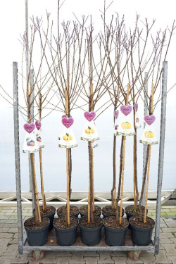 Naminė slyva MIX (Lot Prunus domestica)   C7,5/P26 STIEBAS 120 CM
