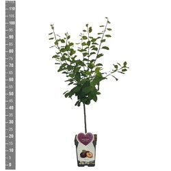 Naminė slyva (Lot Prunus d.) 'Jubileum' C5/P23 BUSH - nuotrauka 2