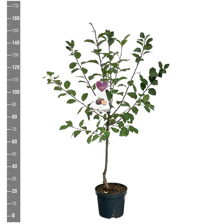 Naminė slyva (Lot Prunus d.) 'Jubileum' C7,5/P26 BUSH