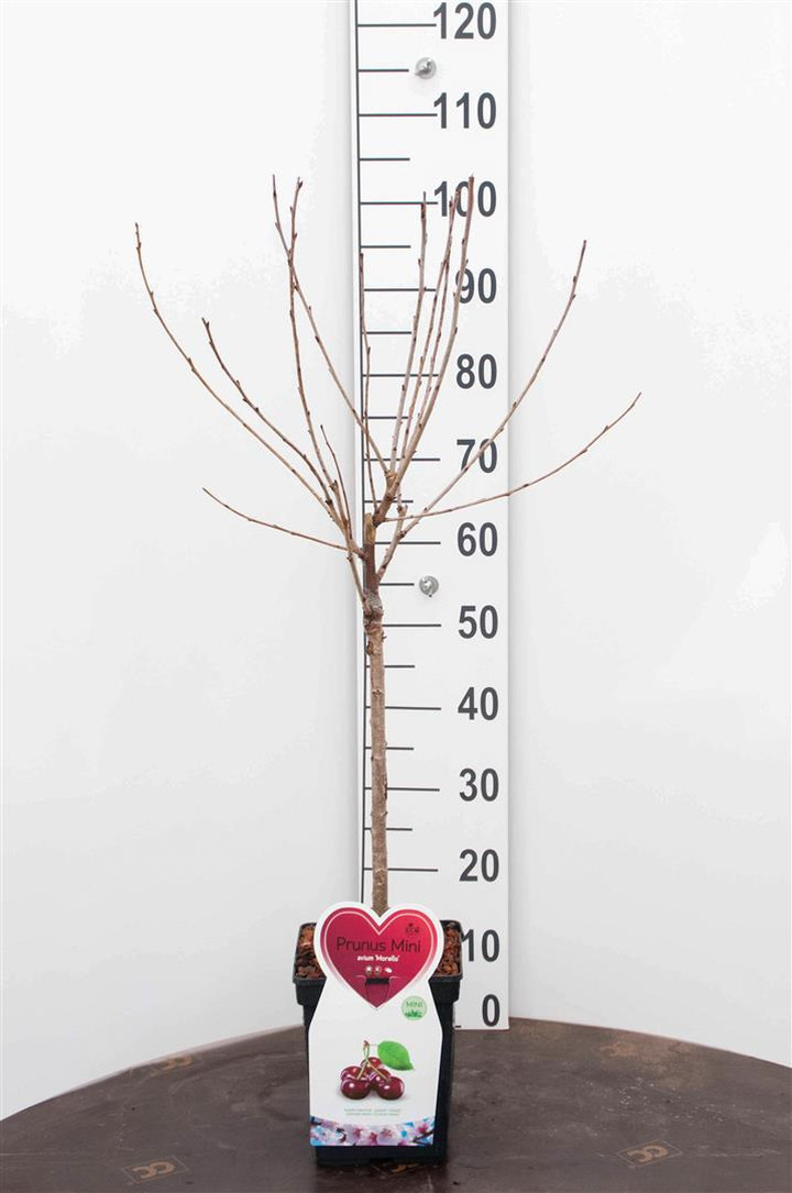 Naminė slyva (Lot Prunus d.) 'Mirabelle' C5/P23 STIEBAS 50 CM