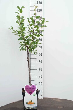 Naminė slyva (Lot Prunus d.) 'Mirabelle' C5/P23 STIEBAS 50 CM - nuotrauka 2