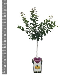 Naminė slyva (Lot Prunus d.) 'Mirabelle de Nancy' C5/P23 BUSH - nuotrauka 2