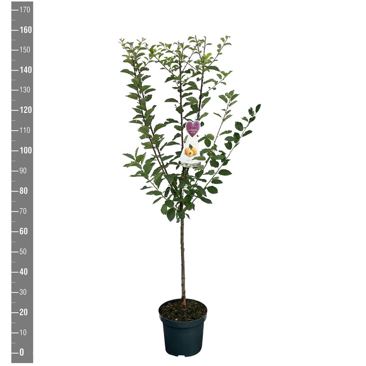Naminė slyva (Lot Prunus d.) 'Mirabelle de Nancy' C7,5/P26 KRŪMAS | SLYVOS | VAISMEDŽIAI - VAISKRŪMIAI