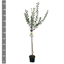 Naminė slyva (Lot Prunus d.) 'Mirabelle de Nancy'  C7,5/P26 STIEBAS 120 CM - nuotrauka 2