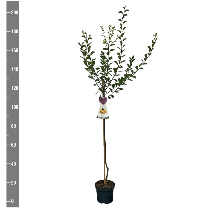 Naminė slyva (Lot Prunus d.) 'Mirabelle de Nancy' C7,5/P26 KOTAS 120 CM | SLYVOS | VAISMEDŽIAI - VAISKRŪMIAI