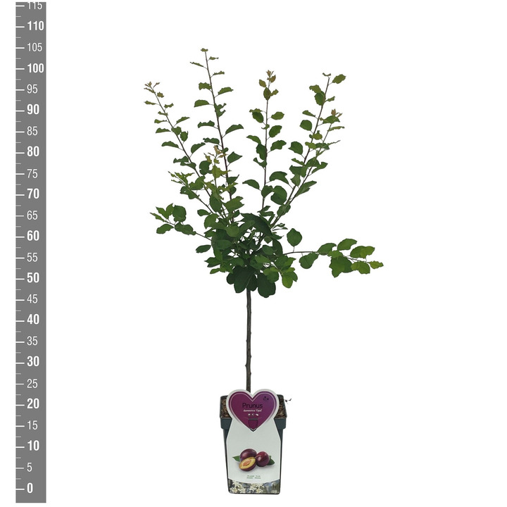 Naminė slyva (Lot Prunus d.) 'Opal' C5/P23 BUSH