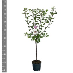 Naminė slyva (Lot Prunus d.) 'Opal' C7,5/P26 KRŪMAS | SLYVOS | VAISMEDŽIAI - VAISKRŪMIAI