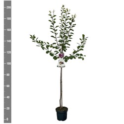 Naminė slyva (Lot Prunus d.) 'Opal'  C7,5/P26 STIEBAS 120 CM - nuotrauka 2