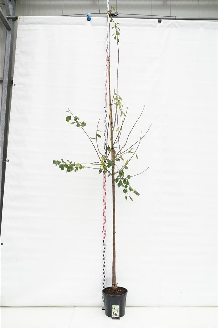 Naminė slyva (Lot Prunus d.) 'Opal' C25 KAMIENO APIMTIS 10-12 CM  STANDARD