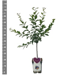 Naminė slyva (Lot Prunus d.) 'President' C5/P23 BUSH - nuotrauka 2