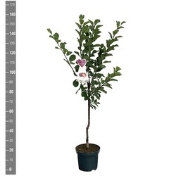Naminė slyva (Lot Prunus d.) 'Reine Claude d'Althan' C7,5/P26 BUSH