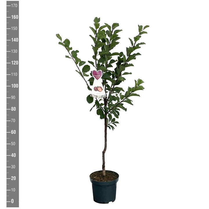 Naminė slyva (Lot Prunus d.) 'Reine Claude d'Althan' C7,5/P26 BUSH