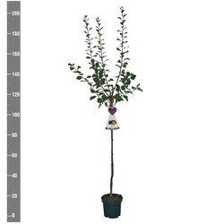 Naminė slyva (Lot Prunus d.) 'Reine Claude d'Althan'  C7,5/P26 STIEBAS 120 CM - nuotrauka 2