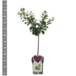 Naminė slyva (Lot Prunus d.) 'Reine Claude Verte' C5/P23 BUSH - nuotrauka 2