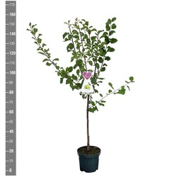 Naminė slyva (Lot Prunus d.) 'Reine Claude Verte' C7,5/P26 BUSH