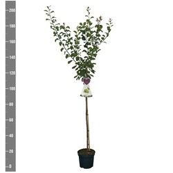 Naminė slyva (Lot Prunus d.) 'Reine Claude Verte'  C7,5/P26 STIEBAS 120 CM - nuotrauka 2