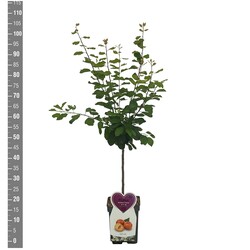 Naminė slyva (Lot Prunus d.) 'Victoria' C5/P23 BUSH - nuotrauka 2