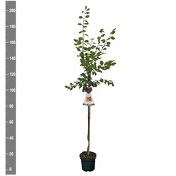 Naminė slyva (Lot Prunus d.) 'Victoria'  C7,5/P26 STIEBAS 120 CM - nuotrauka 2