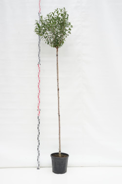 Vyšnia paprastoji (Lot Prunus eminens) 'Umbraculifera' C20 STIEBAS 200 CM KAMIENO APIMTIS 6-8 CM | VYŠNIOS DEKORATYVINĖS-SAKUROS