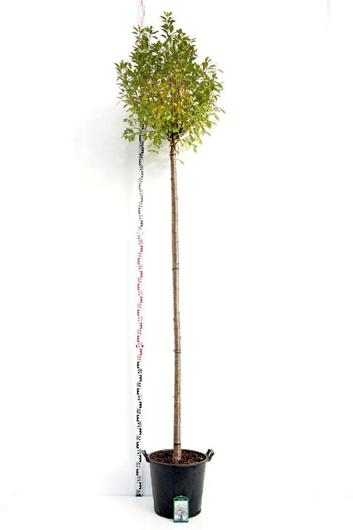Vyšnia paprastoji (Lot Prunus eminens) 'Umbraculifera' C35 KOTAS 225 CM KOTO APIMTIS 10-12 CM | VYŠNIOS DEKORATYVINĖS-SAKUROS | 