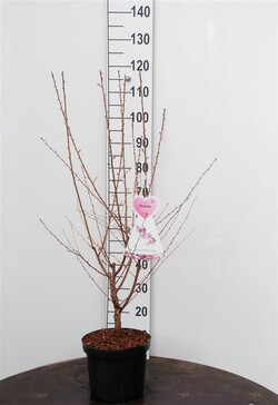 Vyšnia ankstyvoji (Lot Prunus incisa) 'Cunera' C7,5/P26 BUSH - nuotrauka 1