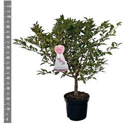 Vyšnia ankstyvoji (Lot Prunus incisa) 'Cunera' C7,5/P26 BUSH - nuotrauka 2