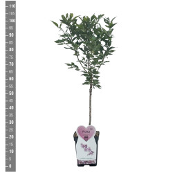 Vyšnia ankstyvoji (Lot Prunus incisa) 'Cunera' C5/P23 STIEBAS 50 CM - nuotrauka 2